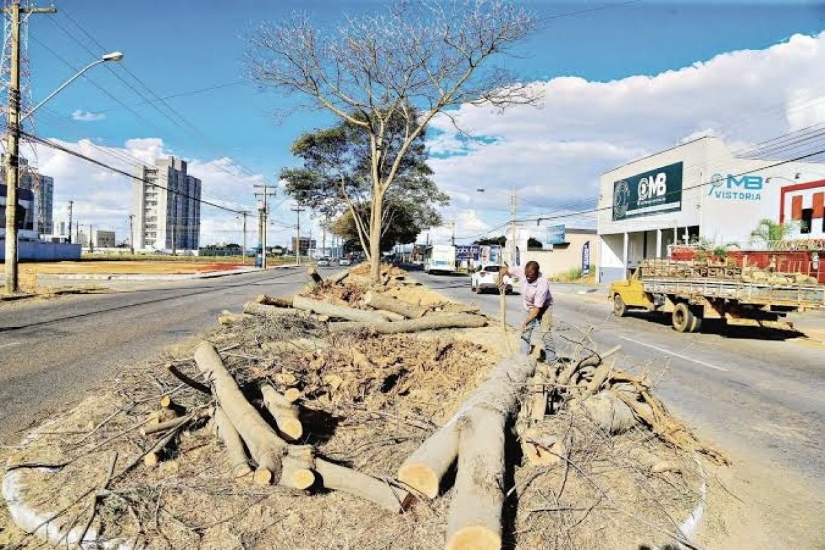 Novo plano de arborização dá carta branca para Rogério Cruz eliminar jamelões, gameleiras e sete-copas de Goiânia