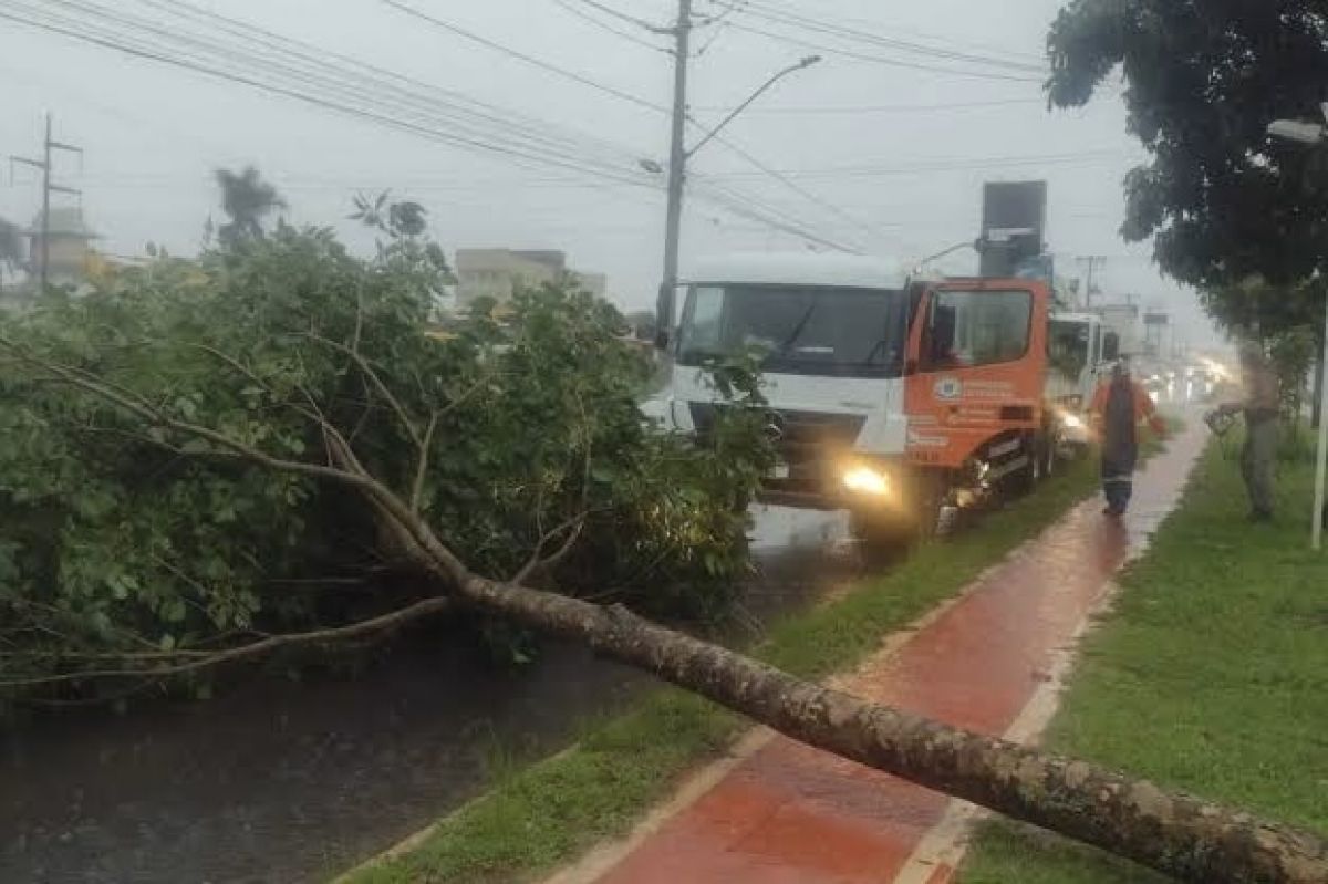 Chuva em Goiânia causa estragos, com restaurantes alagados, motos arrastadas e árvores caídas