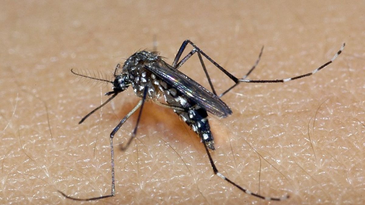Casos de dengue em Goiás ultrapassam 15 mil