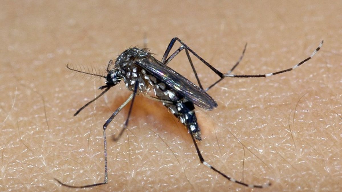 Casos de dengue em Goiás ultrapassam 15 mil