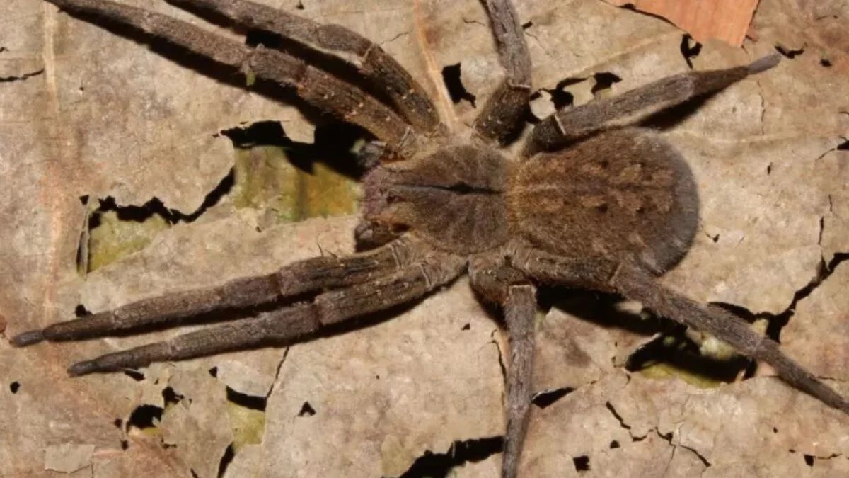 Aranha que causa ereções prolongadas pode ajudar no combate à disfunção erétil