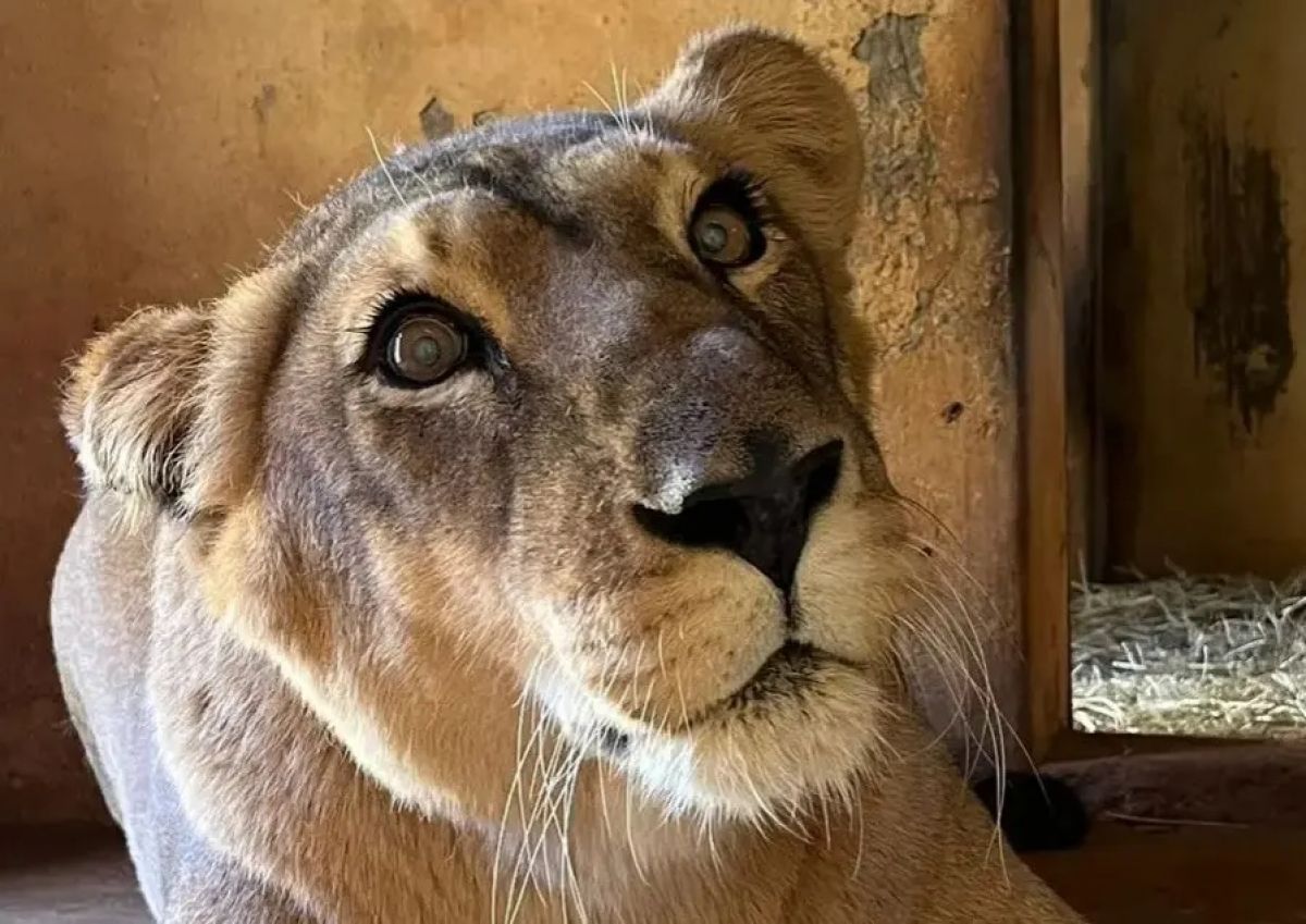 Leoa do Zoológico de Goiânia pode ser a mais velha em cativeiro no mundo