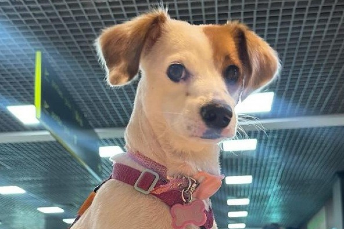 TJGO garante, por liminar, viagem de cadela de suporte emocional na cabine da Gol